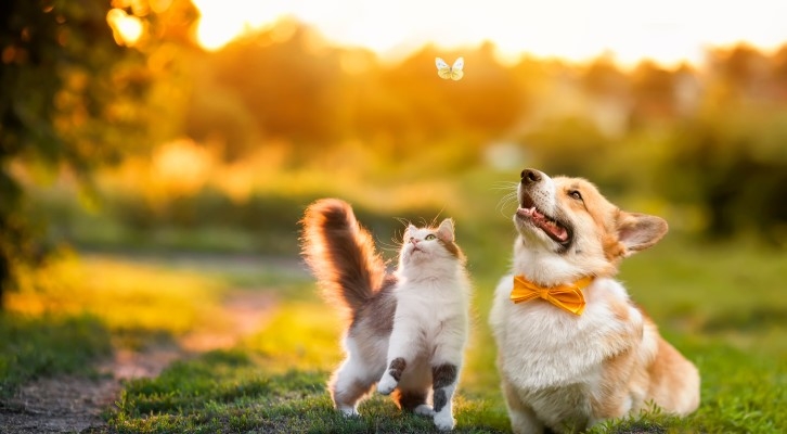 Quais são as regras para ter animais em condomínio? | Alea | Casapatio